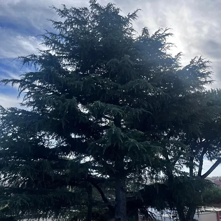 Maison Luce 公寓 罗马